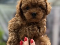KORE RED DİŞİ POODLE