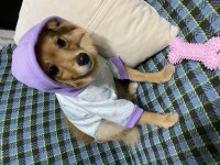 Dokuz aylık dişi pomeranian