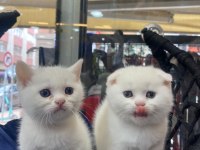 British shorthair yavru kedimiz