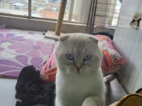 3.5 yaşında scottish fold