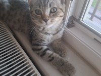 British shorthair melezi kedimiz