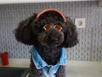 2,5 aylık erkek poodle