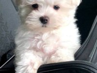 RUHSATLI ÇİFTLİKTEN BİCHON FRİSE YAVRULAR