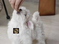 Maltese yavrularımız