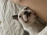 1 yaşında dişi french bulldog