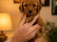 Orijinal Toy Poodle