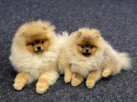 Teddy Bear Pomeranian Yavruları