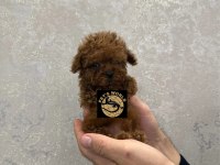 Pets World güvencesiyle orijinal toy poodle yavrularımız