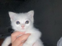 Bir buçuk aylık scottish fold
