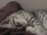 Acil Yuva British Shorthair
