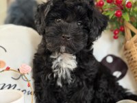 Siyah aşkına mükemmel erkek köpeğimiz