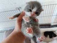 Scottish Fold Bebekler Yuva Arıyor