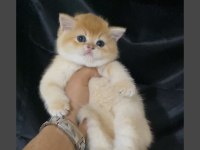 ÖZEL OLMAK İSTEYENE GOLDEN NY12 KEDİLERİMİZ