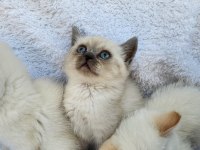 KOCAELİ DARICA MİNİK PATİ KEDİLER