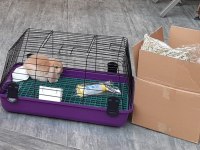 Mini lop tavşanı bebeklerimiz