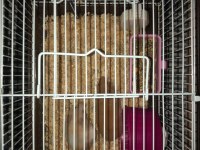 Hamster kafesi + 2 hamster + talaş + yem
