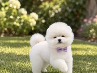 Kar Beyaz Pomeranian Boo Miniğimiz