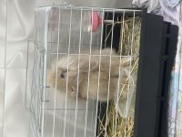 Hollanda lop tavşanı 3 aylık