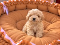 Sağlık Garantili Maltipoo Yavrular 