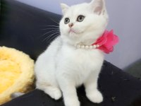 Safkan Silver Chinchilla rengi yavrular Catteryden