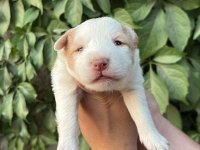 Temmuz doğumlu yeni border collie bebekler