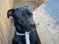 2.5 yaşında dişi cane corso acil yuva arıyor