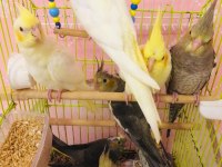 ISIRMA YOK TISLAMA YOK A KALİTE YAVRU BEBEK PAPAĞANLAR
