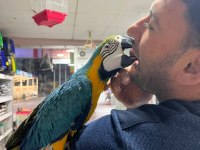Faturalı Cites Belgeli 8 Aylık Macaw Papağanlar