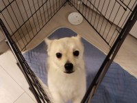 Pomerrion kırması