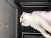 Scottish Fold Yavrular