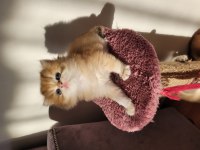 Safkan Golden British Longhair Yavrular
