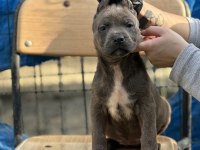 Geleceğin Devi Cane Corso Yavruları