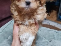 Poodle den farksız maltipoolar