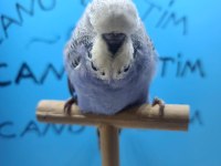Show jumbo ve mutasyon Teksas Jumbo yavru muhabbet kuşlar