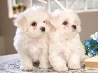 Maltese Terrier Xs Sıfır Numara Akıllı Yavrularım
