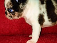 Egzotik Renk Pug Mops Yavruları