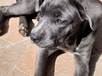 A ŞECERELİ CANE CORSO ŞAMPİYONLAR SOYUNDAN SON YAVRU