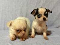 Chihuahua köpeklerimiz