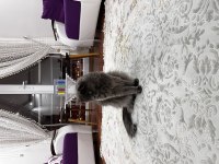 British longhair gümüşüm güzel kızım