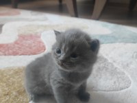 British shorthair yavrularımız yeni yuvasını bekliyor
