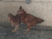 Acil satılık tavuk