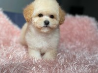 Üst Kalite Baby Face Maltipoo Yavrum
