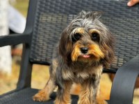 Maltipoo yavrularımız