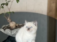 GĞZELLİK ABİDESİ BLUE POİMT BRİTİSH SHORTHAİR YAVRUM