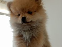 3 aylık çok akıllı pomeranian