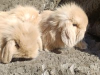 Hollanda Teddy lop tavşanı