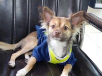 Şivava köpeğimizi çiftleştirmek