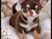 Şivava Safkan Köpeğimiz