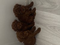 Toy kore karışımı safkan poodle lekesiz