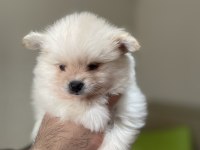 Pomeranian boo parazit uygulaması yapılmış 35 günlük